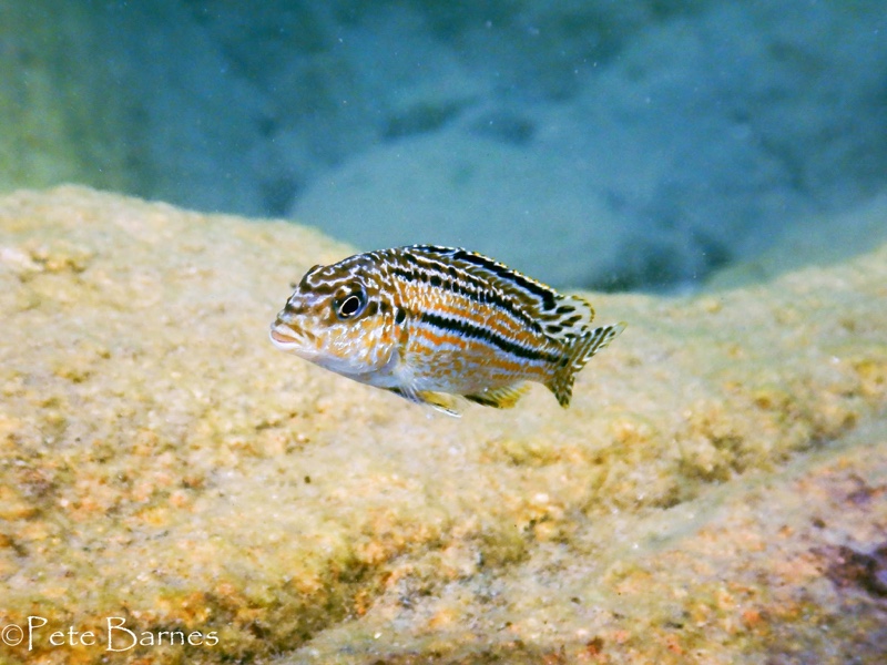 Melanochromis dialeptos 'Border'